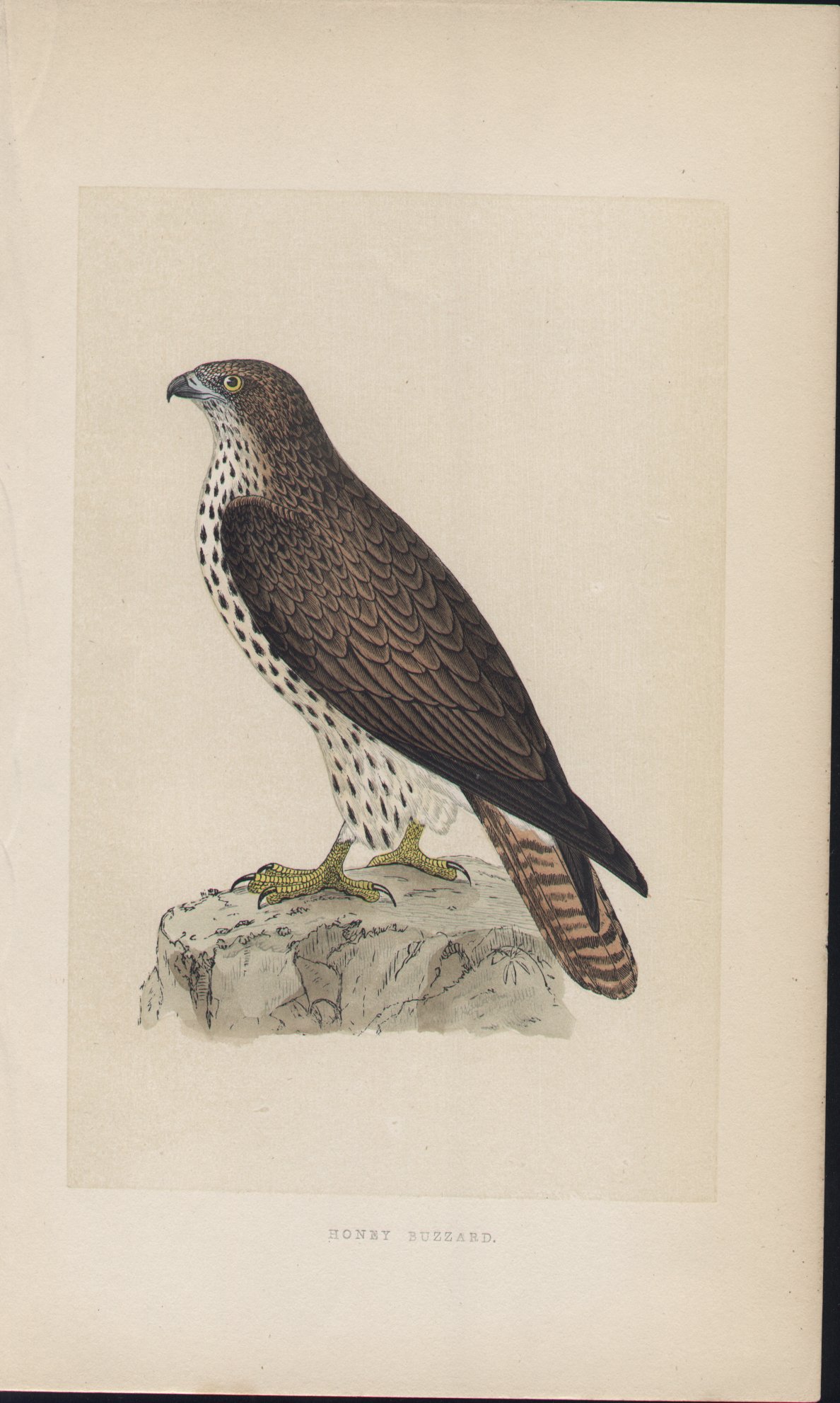 Wood - Honey Buzzard - Fawcett